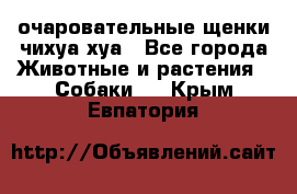 очаровательные щенки чихуа-хуа - Все города Животные и растения » Собаки   . Крым,Евпатория